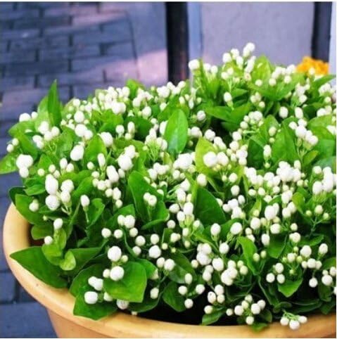 (Jasminum 50 + 50 * *) Semi Nuovo Asmine Fiore 50 + 50pcs Jasmine White Полуфинал, semi di piante fragrante