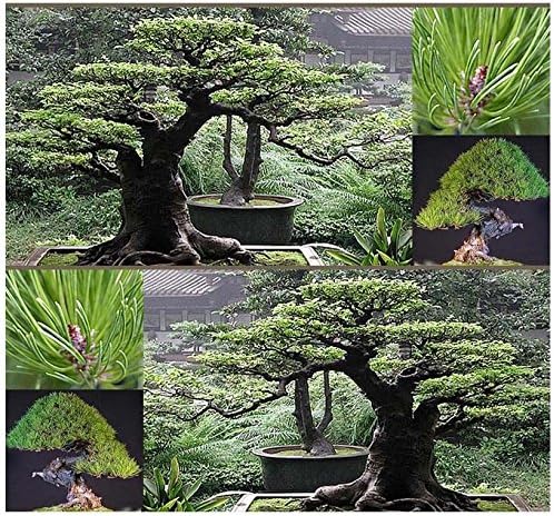 10 полуяпонских ЧЕРВЕНИ сортове Пино , полу - Pinus densiflora - ДЖАПОНЕЗЕ
