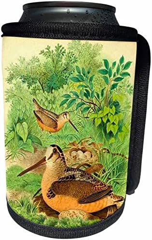 3dRose Ретро разпечатки с птици Американски Вальдшнеп Птици Под по-Стари времена. - Опаковки за бутилки-охладители